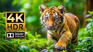 ANIMAL WORLD 4K HDR | with Cinematic Sound (Colorful Animal Life)