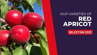 Our Red Apricots I Selection 2023