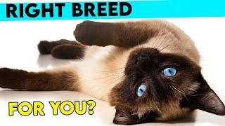 Is The SIAMESE CAT The Right Breed For You? How To Tell