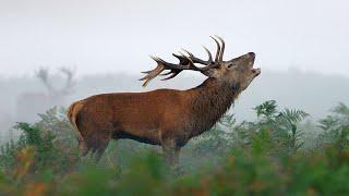 Redstag roar - Roaring redstags - Brølende kronhjort! 4K Quality