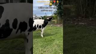 When a cow got its head stuck in a chair, the owner had to remove it. #cow #funny #shorts #subscribe