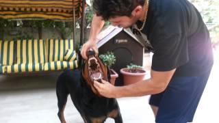 ANGRY ROTTWEILER ATTACKS