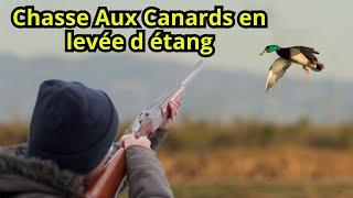 Chasse Aux Canards en levée d étang