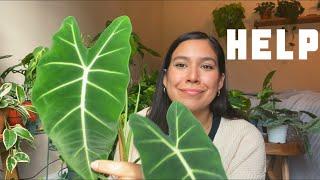 Houseplant Problems | Plants I’m Currently Struggling With