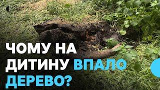 Дерево, яке травмувало дитину у Полтаві, визнали аварійним 5 років тому: чому не спиляли