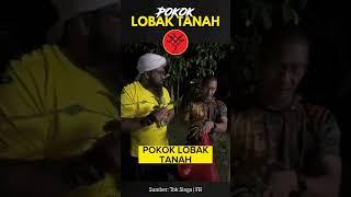  Pokok Lobak Tanah | Tok Singa dan Abang Shah