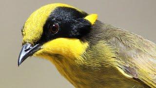 100+ Birds of the Capertee Valley Australia – Includes stunning scenery and many bird behaviours