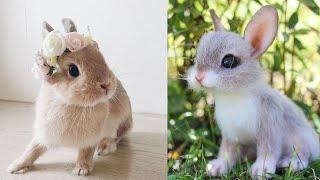 Кролики - смешные и милые зайчики. Видео Подборка #2