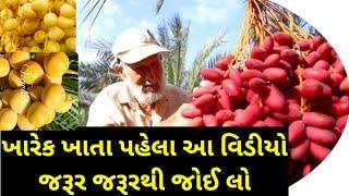 જો તમે ખારેક (date palm) ખાઓ છો  તો આ વીડિયો જરૂરથી જુઓ ll