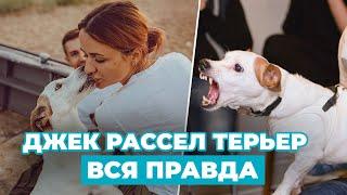 ПОЛНЫЙ ОБЗОР породы Джек Рассел Терьера - ВСЯ ПРАВДА о недостатках и достоинствах!!!