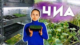 Суперфуд "Чиа" Микрозелень 