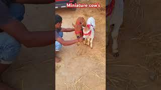 Miniature punganur cow's sale 7993104742