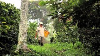 Shade Grown Coffee and Migratory Birds.mov