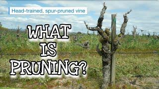 What is pruning?