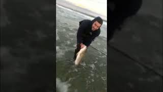 Striped bass release                      (Sorry for the glitch)