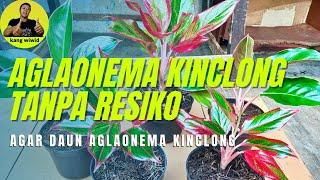 cara agar daun aglaonema kinclong | perawatan aglaonema