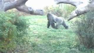 Gorilla Can't Resist Playing With Her at Omaha Zoo