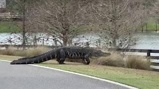 Larry the Alligator garners plenty of attention in Brownwood