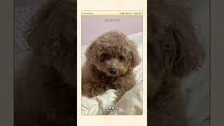 Official MV of 'Maru is a Puppy' has been released!