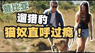 在赞比亚和猎豹散步太酷啦！猫奴直呼过瘾！Walking with cheetahs in Zambia is so cool!