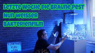 Der Meerwasseraquaristik Sonntags Vlog EP 126 ⭐weißer Bakterienfilm im SPS Reef ⭐