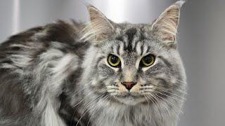 And THIS is why I love Maine Coon cats 