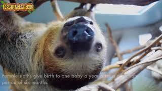 sloth fact file