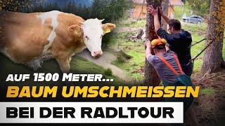 Baum fällen in den Alpen mit der STIHL MSA 200