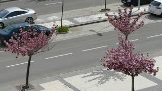 Primavera en Huesca en tiempos de confinamiento