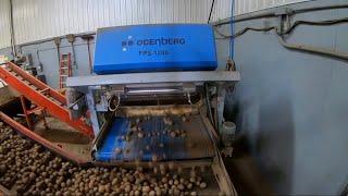 HAFNER SEED FARMS - GRADING POTATOES 2021