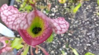 My Serracenia caught 4 flies!