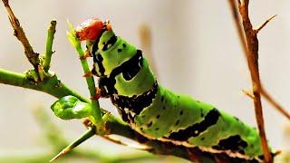 Caterpillar ate all the leaves on lemon plant! Full defoliation by very hungry caterpillar!