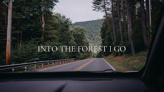 Into the forest