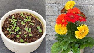 Wie man Gerbera jamesonii Blumen mit 3 Farben auf 1 Pflanze züchtet