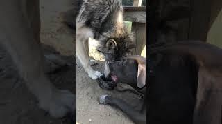 Wolf let’s XL Bully Slide this time! #wolf #wolves #xlbully #pitbull #pitbulls #dog #dogs #wildlife