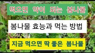 먹으면 약이 되는 5가지  봄나물 효능과 먹는 방법, 주의할 점