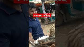 বক পাখি। #funny #trending #subscribe #birds