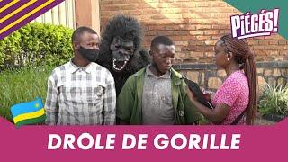 Drôle de gorille – PIÉGÉS! (04/12/21)