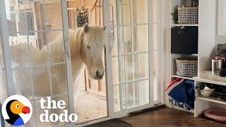 Horses Keep Breaking Into Mom's House | The Dodo