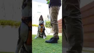 Training a dog not to pull on leash