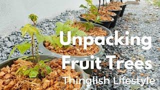 Unpacking Fruit Trees in Thailand - Thinglish Lifestyle