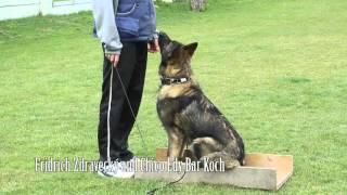 Dog Obedience Training - Positive Methods / K9 Ambassador