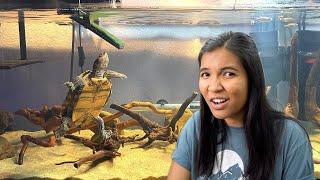 Reacting to my subscribers' MAP TURTLE TANKS