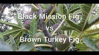 Black Mission Fig vs. Brown Turkey Fig