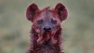 15 Tragic Moments! The Most Cruel Hyena Ever Shows No Mercy