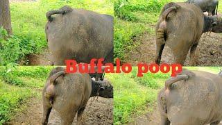 Buffalo pooping  ll buffalo poop ll dung video 2022