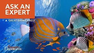 ASK AN EXPERT - Great Barrier Reef