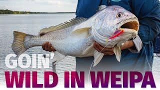 Weipa Fishing Adventure Day 2 - Barramundi, Threadfin Salmon and Big Black Jewfish.