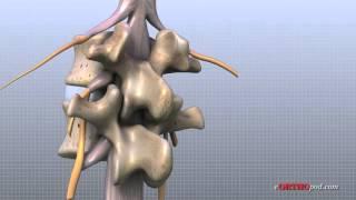 Lumbar Spine Anatomy