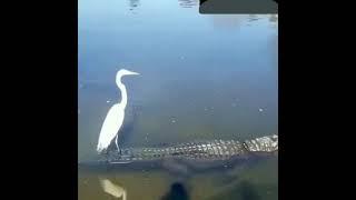 White Bird takes free ride on crocodile || Crocodile videos || Crocodile ride videos